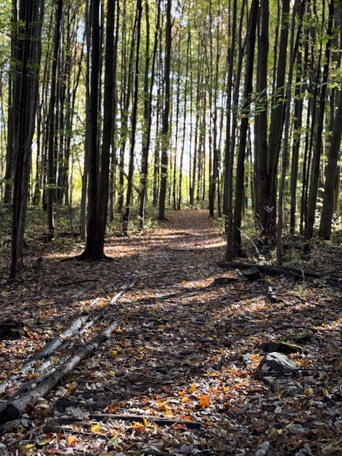 Trail in the wilderness- sunlight coming through the trees